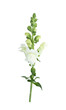 White snapdragon flower isolated on white background.