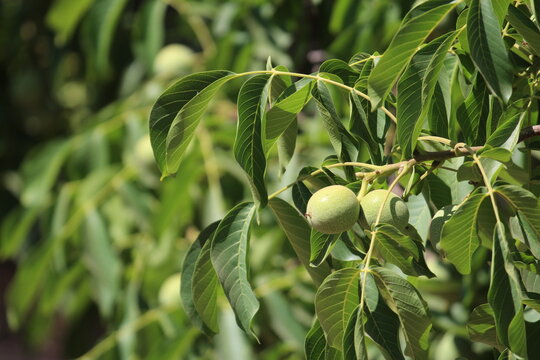 walnut plantation and ripening walnuts in chandler