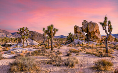 joshua tree and joshua tree park during sunset