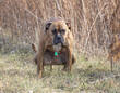 A brindle boxer bulldog mix with a black face is spotted in an open field off leash relieving itself with a bowel movement. The pet bully dog is hunched over and looking to see who is coming.  