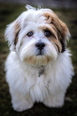 Wall Mural - Lhasa Apso puppy