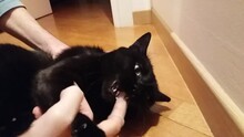 Cleaning The Teeth To A Black Cat With A Silicon Brush. Animal Dental Health Care.