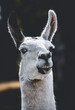 close up of a llama lama