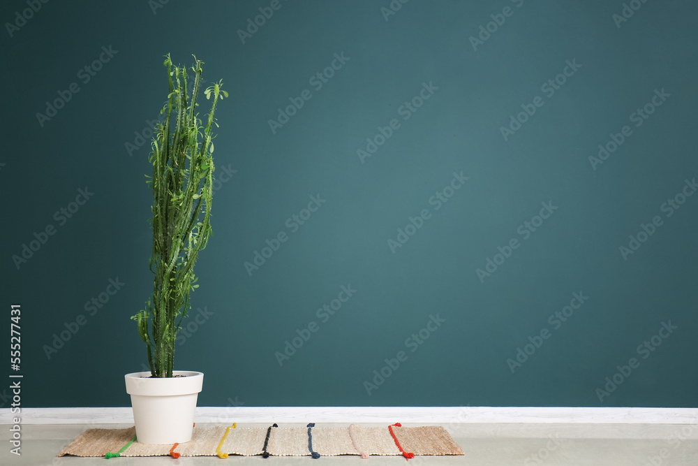 Big cactus and rug near green wall