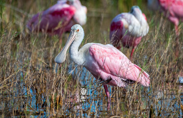 Wall Mural - Roseate spoonbill at Merritt Island National Wildlife Refuge