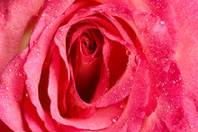 Erotic Metaphor. Rose Bud With Petals And Water Drops Resembling Vulva. Beautiful Flower As Background, Closeup