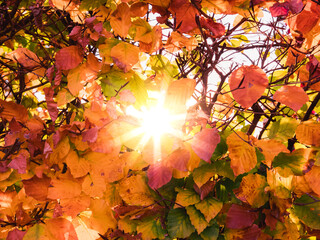 Wall Mural - a hedgerow with colorful leafs in autumn with a sun flare