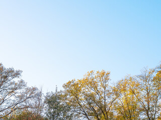 Wall Mural - Colorful trees in autumn and a clear blue sky for background and with copy space