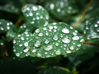 Wall Mural - Water droplets on green leaves after a summer rain