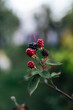 a young blackberry bush