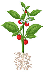 Wall Mural - Bell pepper plant showing root