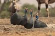 The helmeted guineafowl is the best known of the guineafowl bird family, Numididae, and the only member of the genus Numida.	