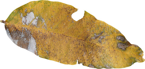 Dry leaf naturally for element and decoration.