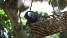 Close Up Shot Of A Little Common Marmoset, Callithrix Jacchus Sitting On A Swinging Bamboo Basket, Curiously Wondering Around The Environment, Animal Species Native To South America.