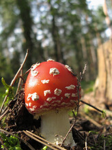Small Red Toadstool (Amanita Muscaria) On A Sunny Summer Day, Las Łagiewnicki Near The City Of Lodz, Poland.