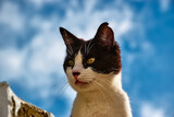 Fototapeta Łazienka - kot z żółtymi oczami