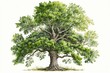 © dasom - Oak.Deciduous tree.Watercolor illustration.White background, AI ART
