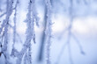 Leinwandbild Motiv Frozen branch in winter wonderland