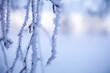 Leinwandbild Motiv Frozen branch in winter wonderland