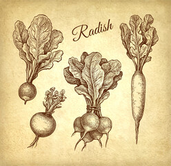Canvas Print - radish ink sketch.