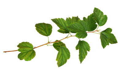Wall Mural - twig of physocarpus opulifolius with green leaves isolated on white or transparent background