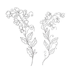 Wall Mural - Line Art Sweet Pea. Birth Month Flower. Vector Logo.