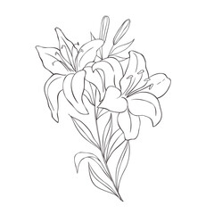 Wall Mural - Line Art Lily. Birth Month Flower. Vector Logo.