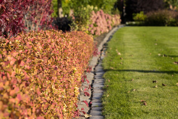 Wall Mural - Yellowed hedge leaves and green low-cut grass separated by a curb.