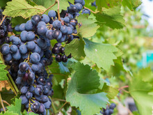 A Ripe Bunch Of Grapes With Black-and-blue Berries Among Green Foliage On A Vineyard Bush