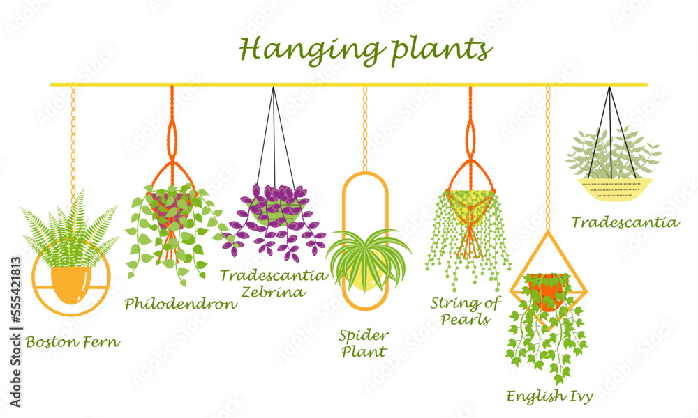 Vector de Stock Set of hanging plants with names of there indoor plants.  Fern, philodendron, spider plant, tradescantia, English Ivy in hanging  pots. Flat vector illustration. | Adobe Stock