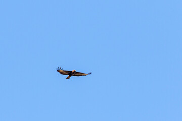 Sticker - Common buzzard with spread wings at the blue sky