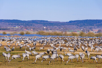 Poster - Large flock of cranes on a field by a lake