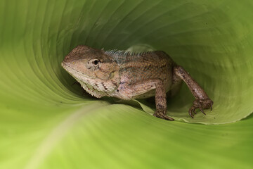 Wall Mural - An oriental garden lizard is sunbathing on a flower-filled moth orchid stem. This reptile has the scientific name Calotes versicolor.