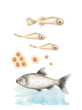 Watercolor Fish Life Cycle Poster, Educational Illustration For Kids, Cute Sea Fish Animal Clipart, Nursery Print, Homeschool Card
