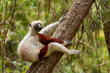 coquerel's sifaka - propithecus coquereli, beautiful primate endemic in norht madagascar forests, ma