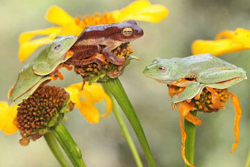 Wall Mural - Three green tree frogs are hunting for prey in a bush. This amphibian has the scientific name Rhacophorus reinwardtii.