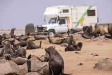 Many Seals Relaxing On Beach On Sunny Day