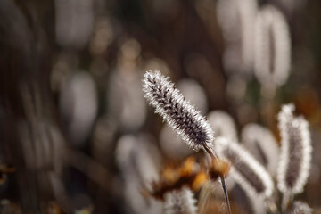 Sticker - Soft backlit hairy grass at sunset