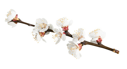 beautiful natural blooming tree spring flowers.
