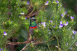 southern double  collared sunbird in South Africa