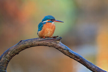 Poster - kingfisher