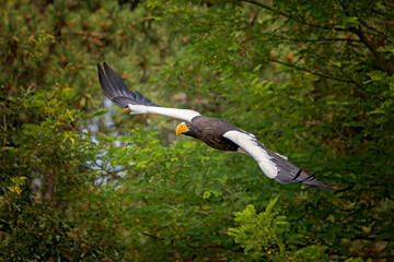 Poster - steller's sea eagle flying