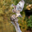 long-eared owl twin