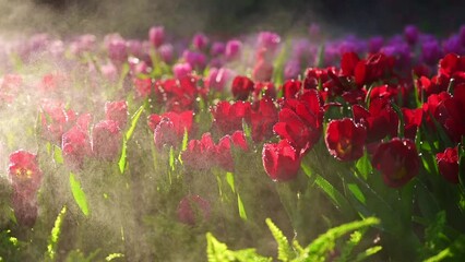 Poster - Red tulips and the mist blowing on the flower bed, Chiang Mai Province.