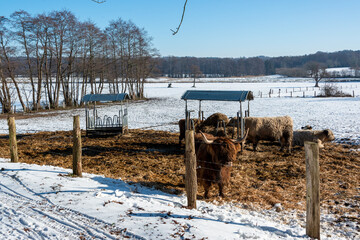 Ein Galloway Rind au
f einer Viehkoppel im Winter