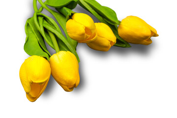 Wall Mural - Fresh tulips with blank card on white