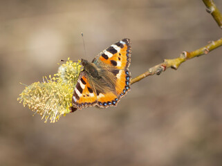 Wall Mural - Butterfly on the willow branch .