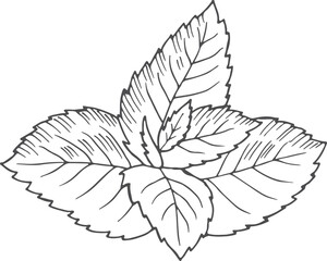 Wall Mural - Mint leaves. Spicy herb drawing. Plant sketch