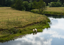 Two Sheep Drinking From The River Coquet With A Swan On The River In The Background; Pauperhaugh, Northumberland, England