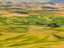 Wheat Fields On Rolling Hills With A Barn In The Centre Of The Image; Palouse, Washington, United States Of America